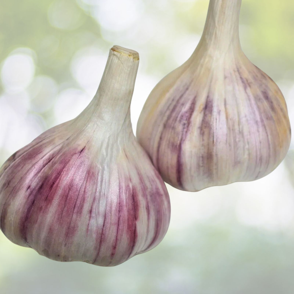 Organic Medium Garlic Cloves Seeds for Planting 21+ Sprouted, Hand Harvested, Allium sativum