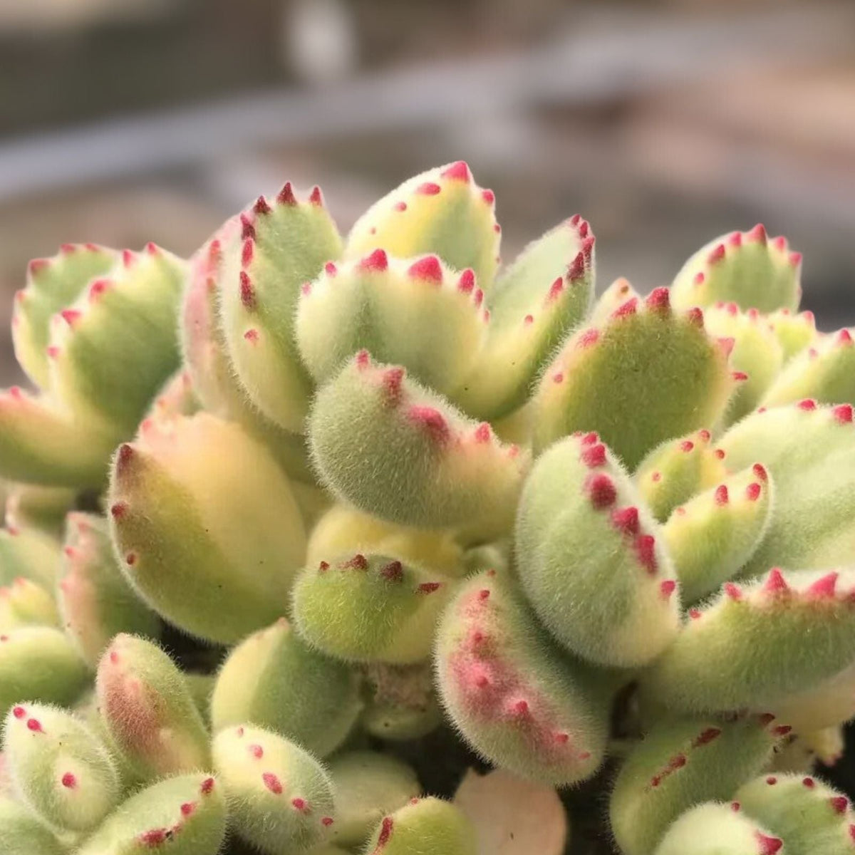 Variegated Bear Paw Succulent Plant - Live in 2" & 4" Pots - Cotyledon tomentosa variegata - Rare Fuzzy Leaves