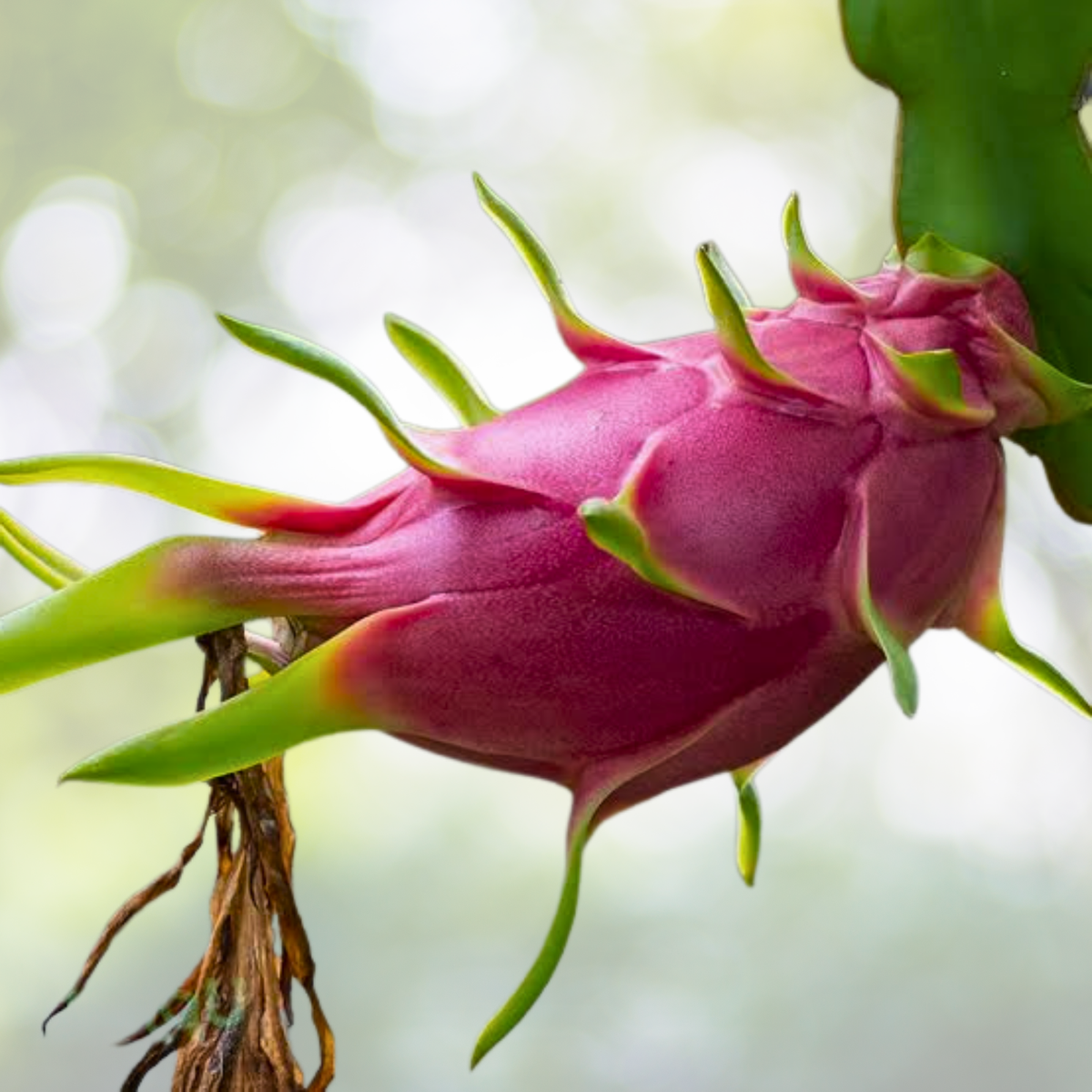 Dragon Fruit Seeds 200 Pcs - Hylocereus Undatus - Exotic Tropical Fruit Seeds for Home Gardening