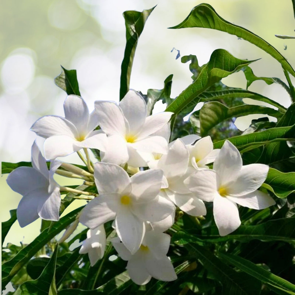 Plumeria Live Plant 6" Pot Ramo de Novia White Frangipani Bridal Bouquet Plumeria pudica Tropical Ornamental Shrub