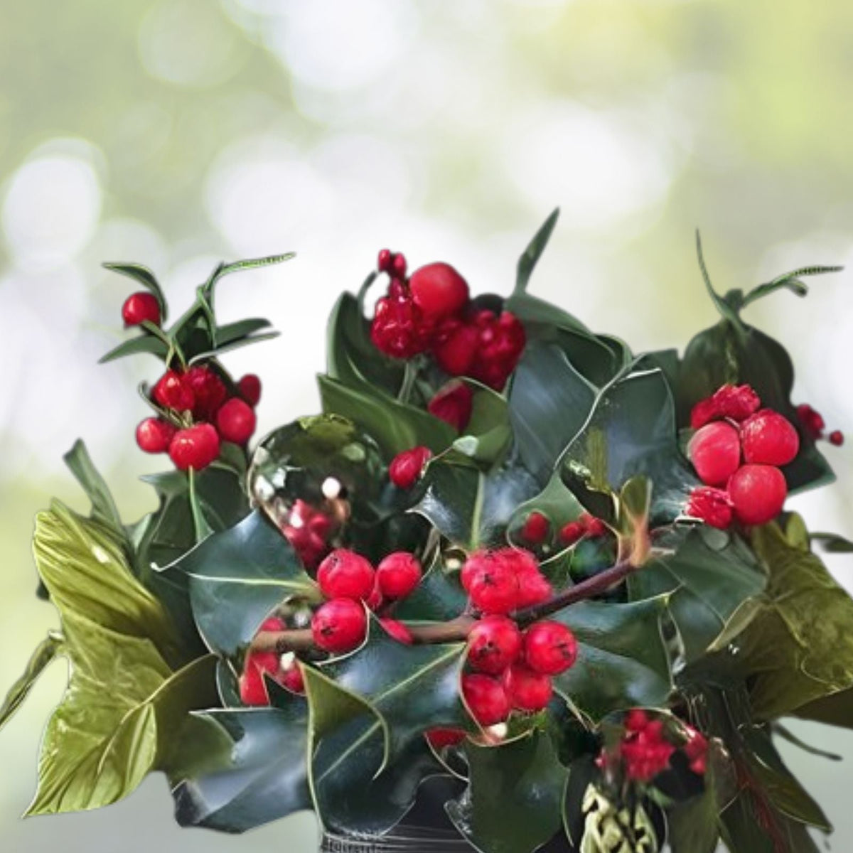 American Holly Cuttings 15+ Organic Ilex Aquifolium Fresh Unrooted Evergreen Tree