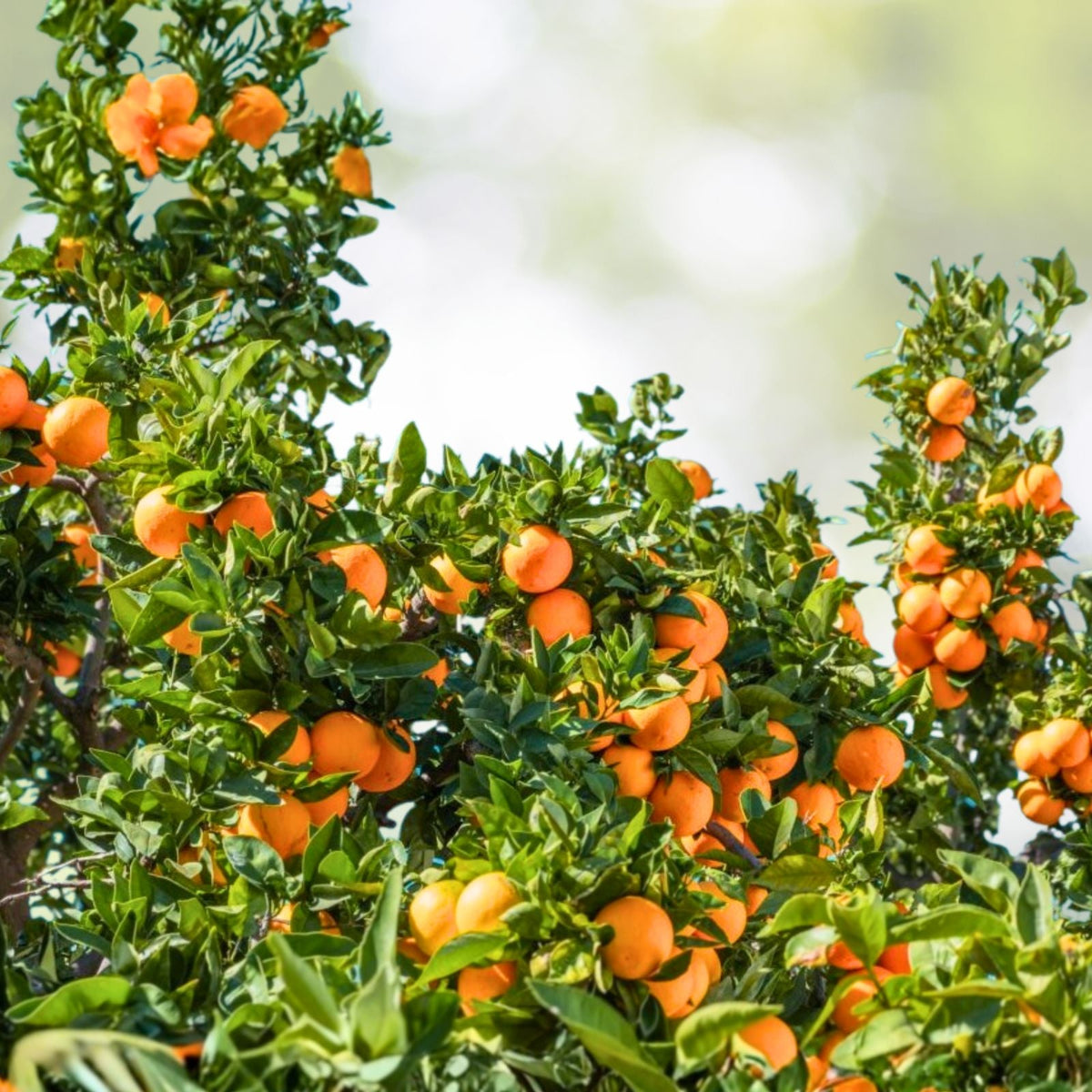 Orange Tree Seeds 7-Pack Sweet Juicy Citrus Seeds - Vitamin C Rich - Citrus Sinensis