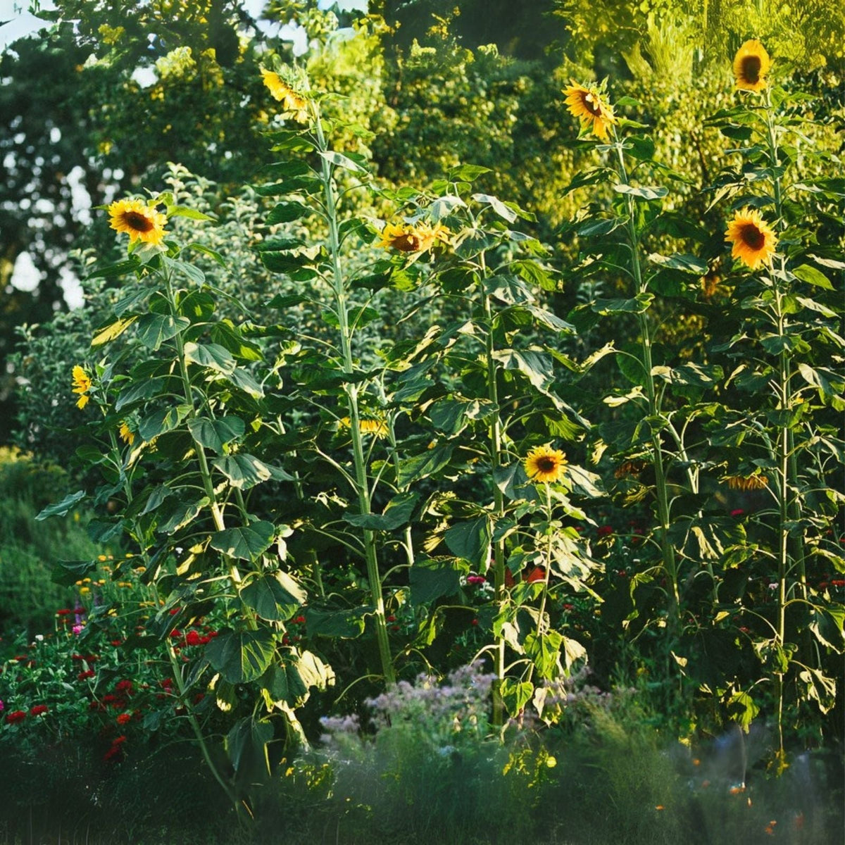 Sunflower Seeds (20+ Seeds) | Skyscraper Variety | Non-GMO | Helianthus annuus