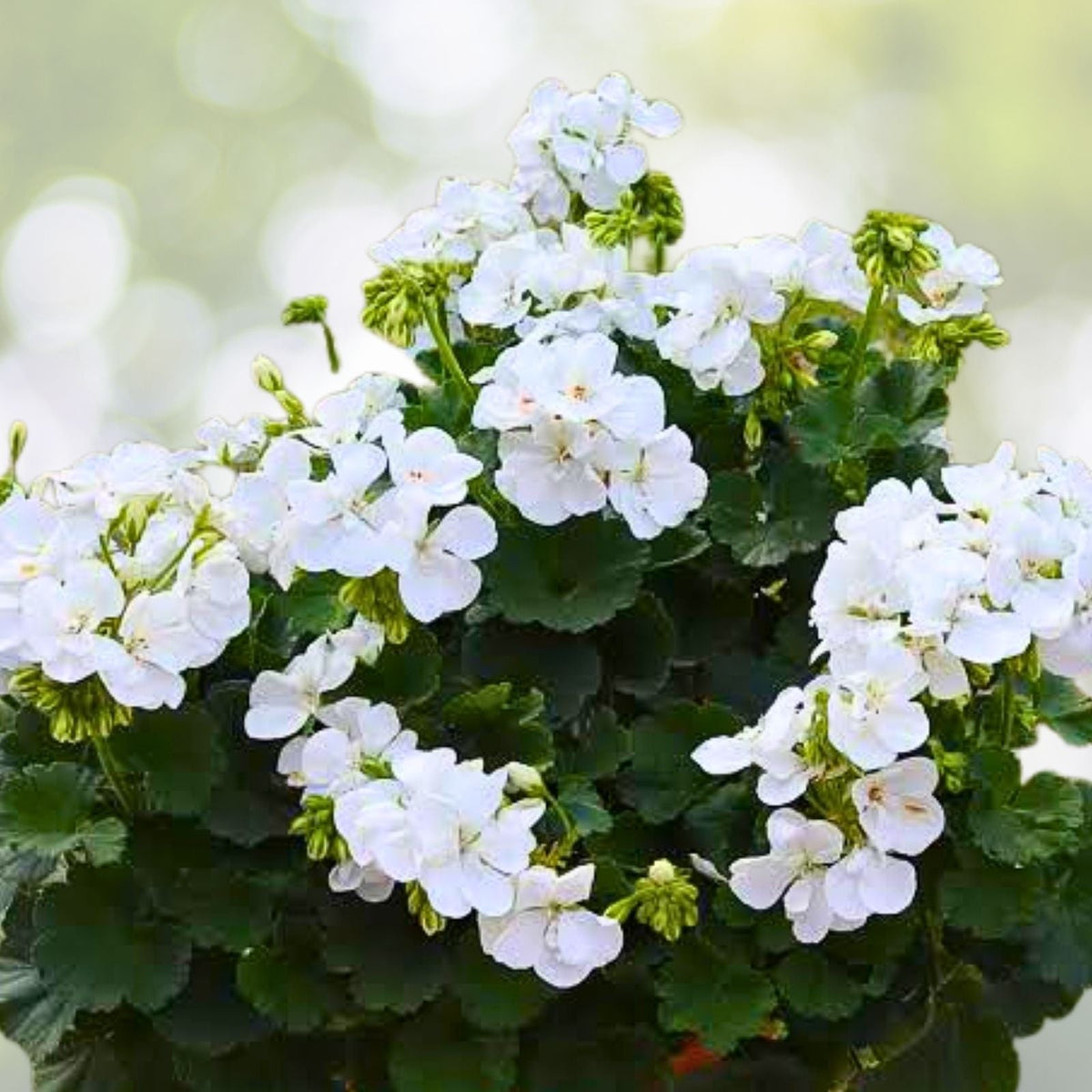 Geranium Cuttings - 3 Pink & White Fresh Pelargonium Plants for Planting - Ideal for Home Garden and Landscaping