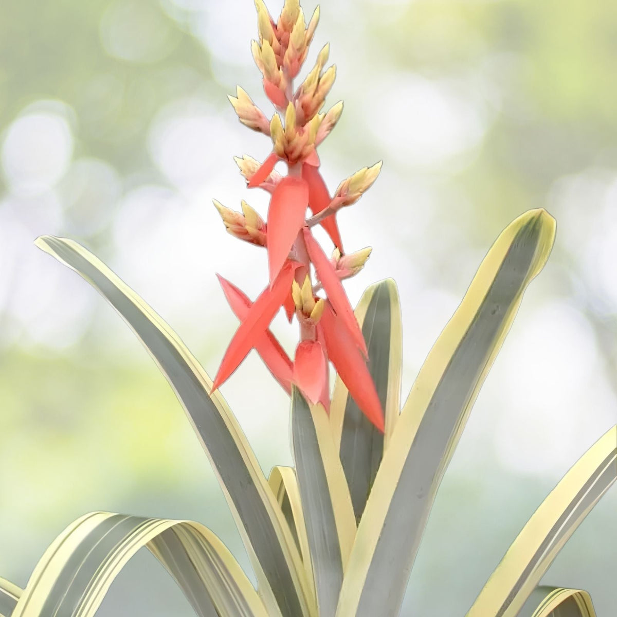 Aechmea Galaxy Albo Plant 5" Pot | Tropical Houseplant | Aechmea x canistrum x canmea 'Galaxy' | Collector's Variety