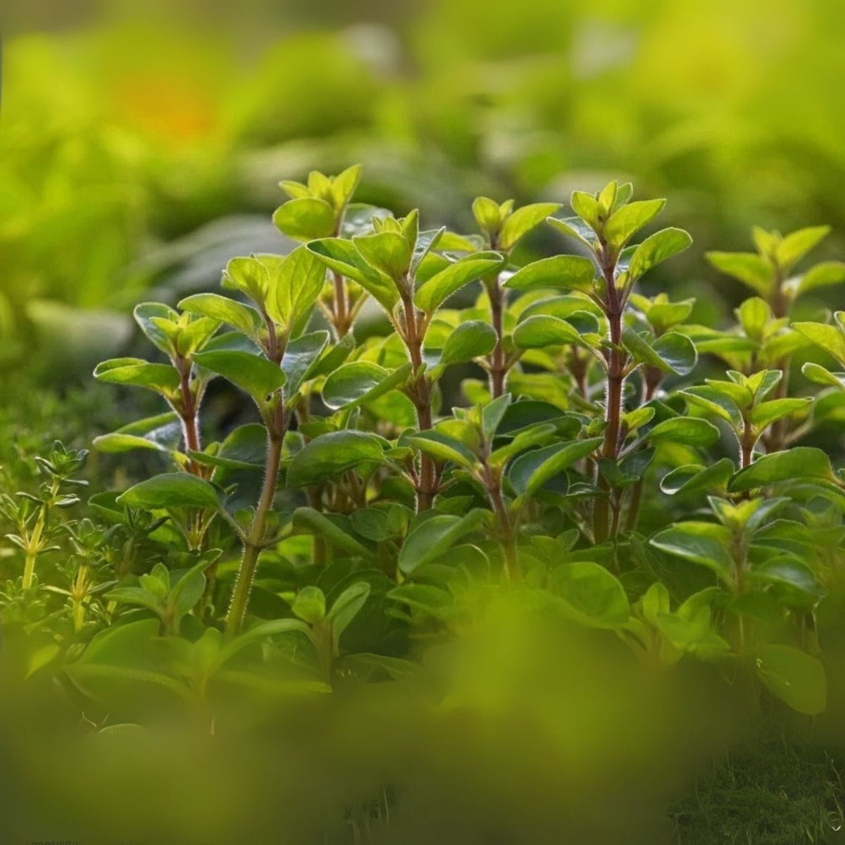 Sweet Marjoram Seeds - 100 Pack - Perennial Herb - Origanum majorana - Ideal for Gardening and Culinary Use