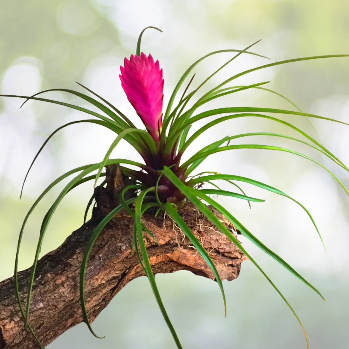 Tillandsia Argenee Air Plant - Unique Indoor Air Purifying Plant - Perfect for Home Decor - Tillandsia Argenee