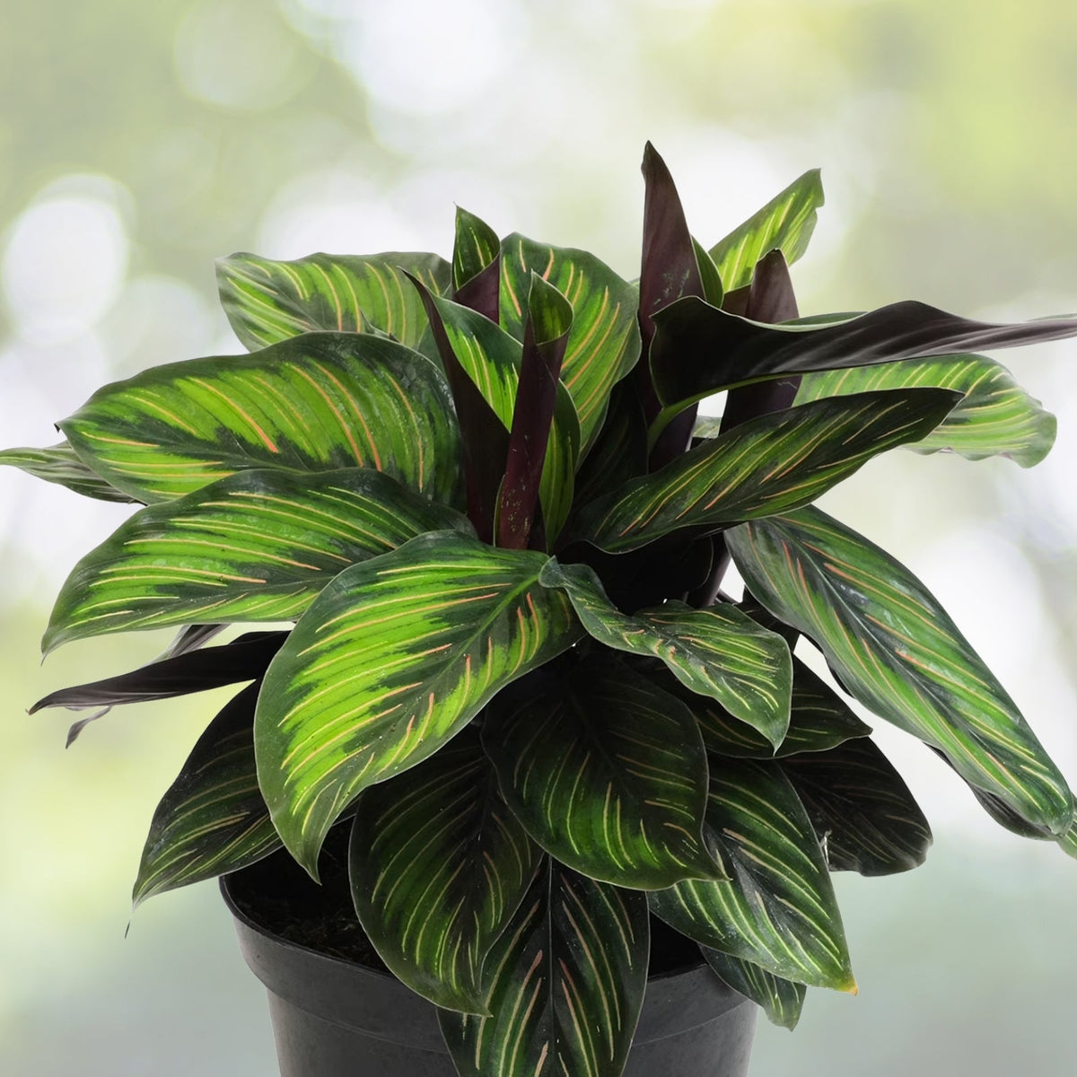 Calathea Houseplant 6 in Pot - Full Size Indoor Plant - Calathea spp. - Lush Green Foliage for Home Decor