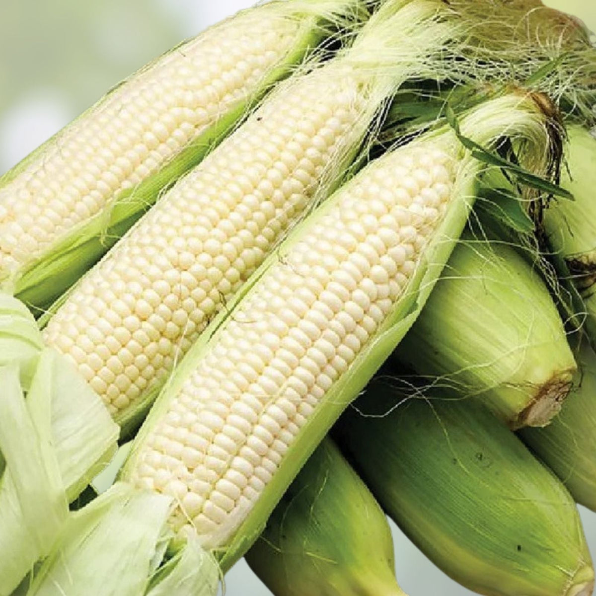 Heirloom Golden Bantam Sweet Corn Seeds – Non-GMO Organic – 50+ Seeds – Zea mays for Home Garden Planting
