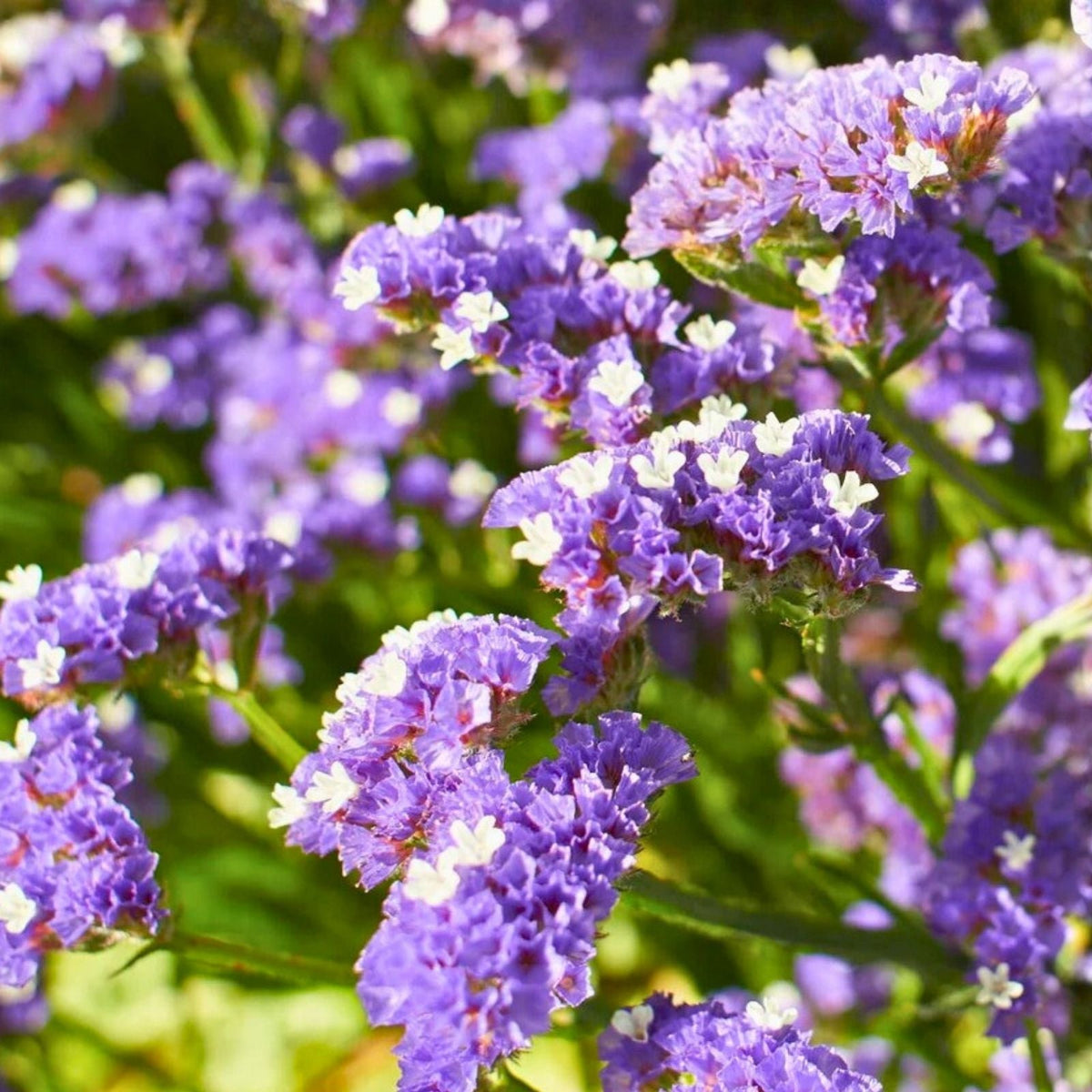 Statice Seeds 85 Count Cottage Mix Non-GMO Flower Seeds for Garden Limonium sinuatum