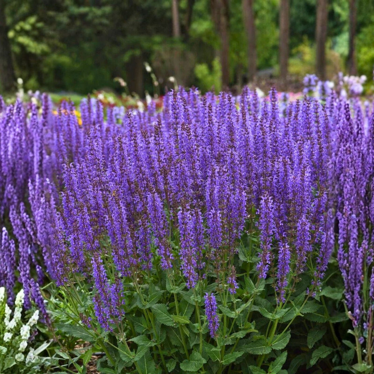 Meadow Sage Plant Bare Root 'Blue By You' Salvia nemorosa Deer Resistant Hardy Zones 4-9
