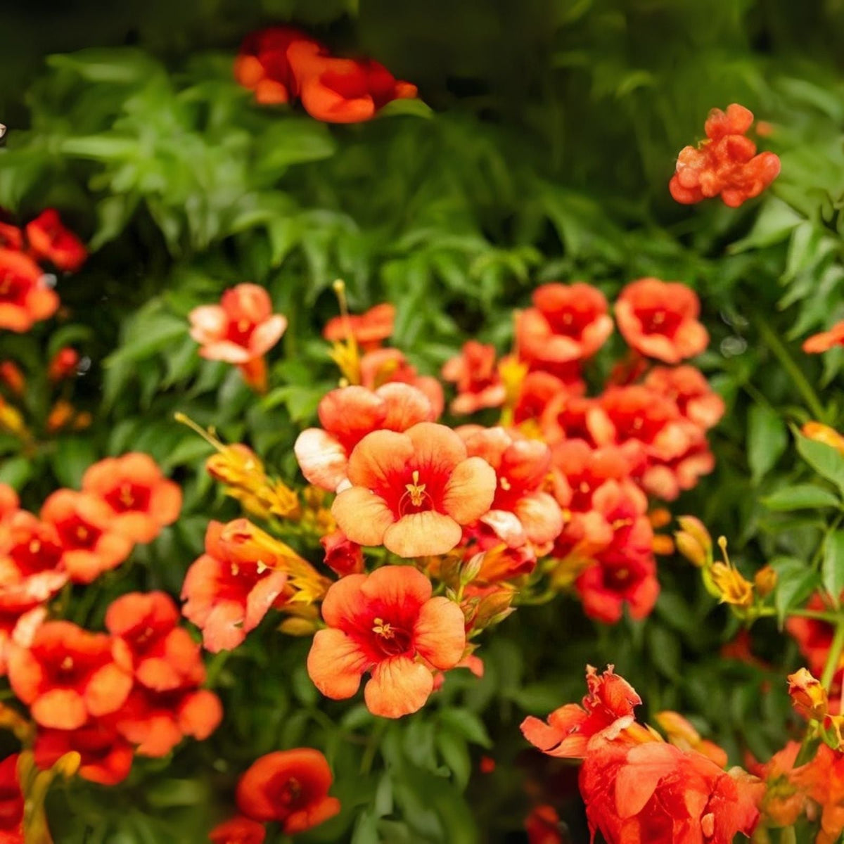 Orange Trumpet Creeper Vine Seeds - 25 Non-GMO Hummingbird Bush Seeds - Campsis radicans