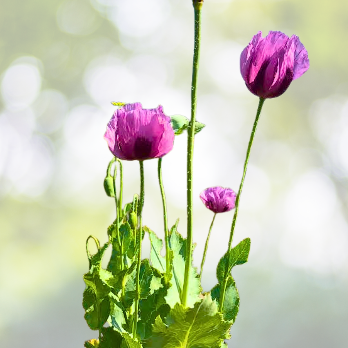 Organic Poppy Seeds 500 Count Turkish Blue Breadseed Poppy (Papaver somniferum) - Heirloom Flower Seeds