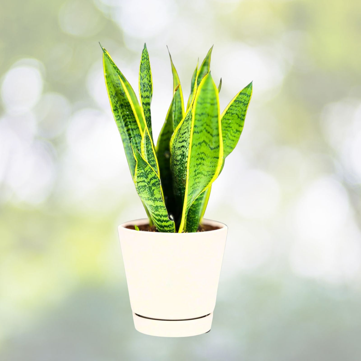 Snake Plant 4" Pot Sansevieria Laurentii Low Maintenance Indoor Air Purifying Houseplant