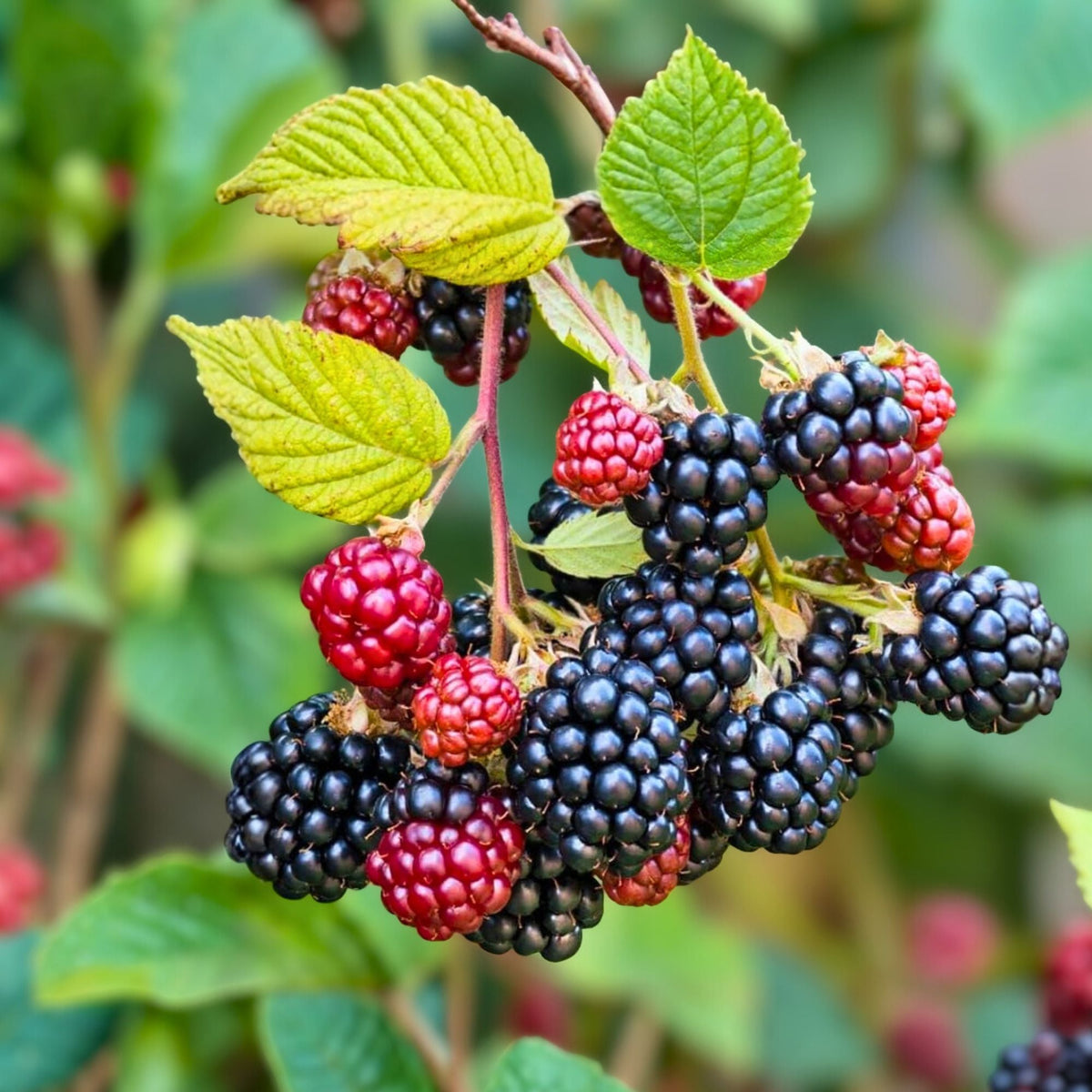 Thornless Blackberry Plants 3-Pack Jumbo Size Edible Fruit Rubus for Outdoor Garden Zones 5-9