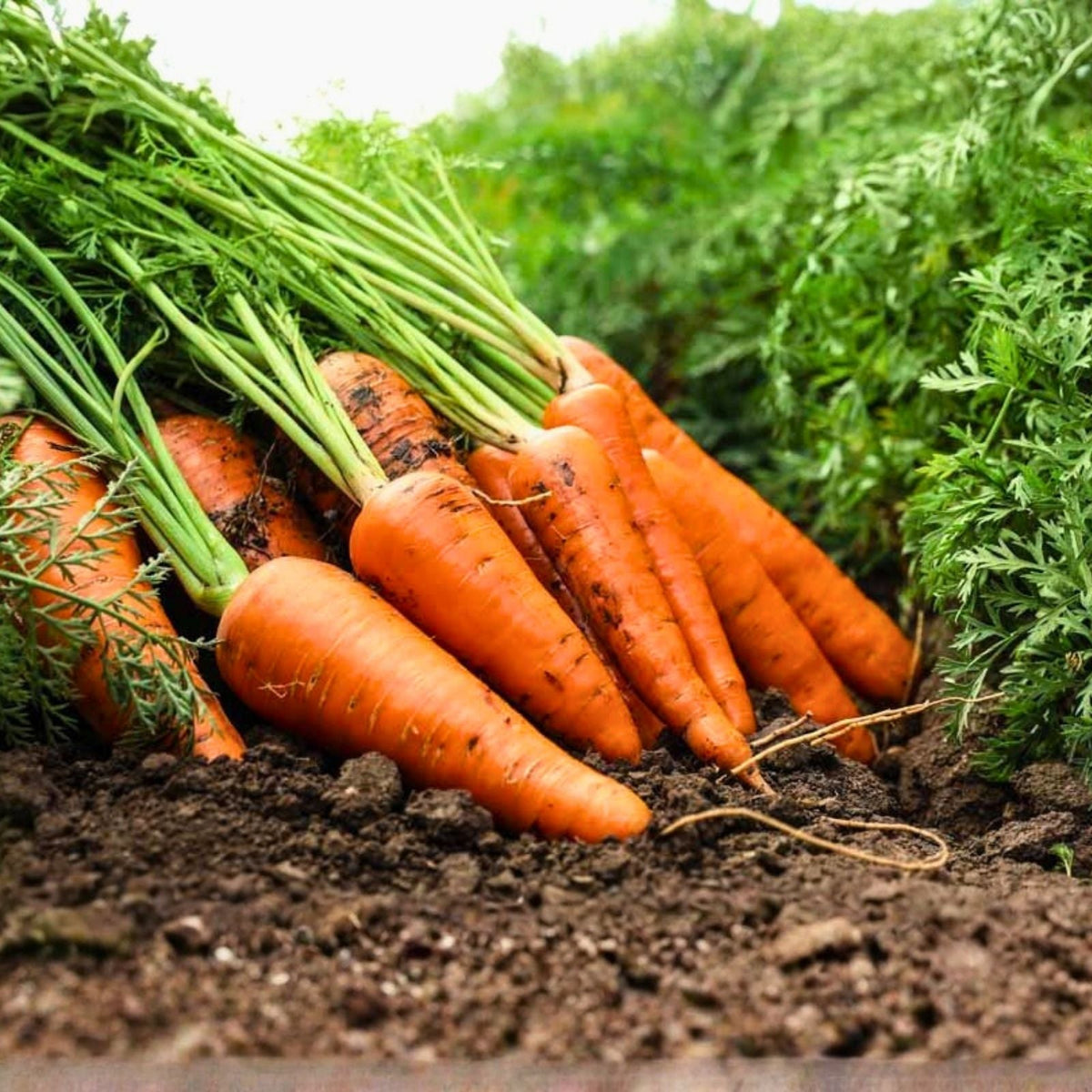 Carrot Vegetable Seeds 400+ Non-GMO Multiple Varieties Heirloom Daucus carota Garden Plant