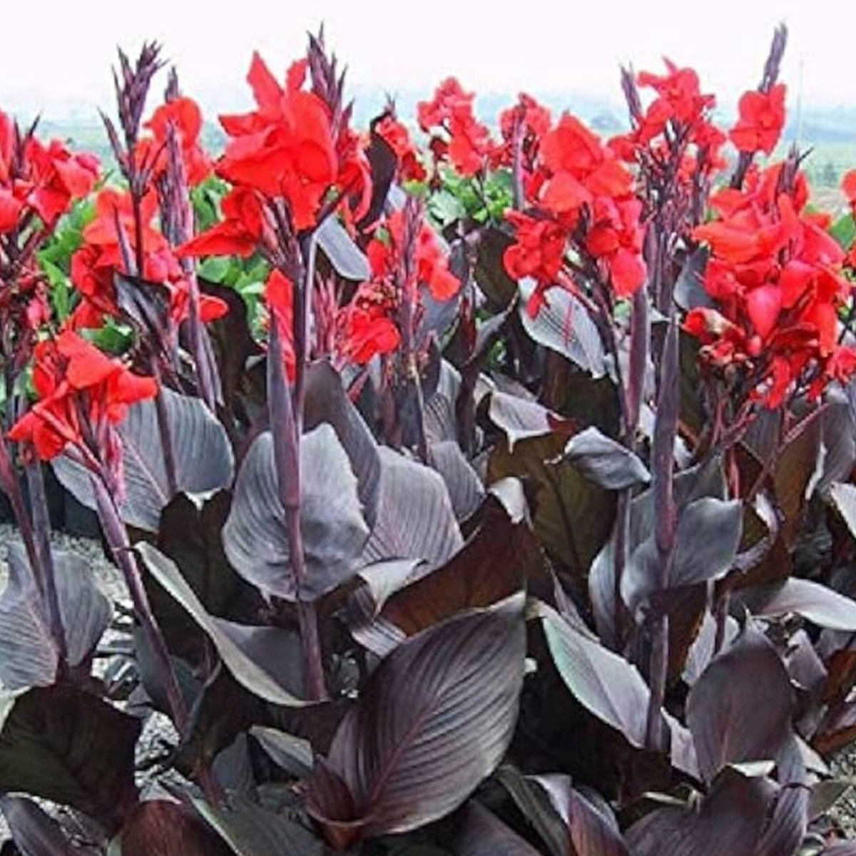 Mixed Canna Lily Bulbs 10 Pack | Colorful Varieties | Canna indica Flowering Bulbs for Garden Planting