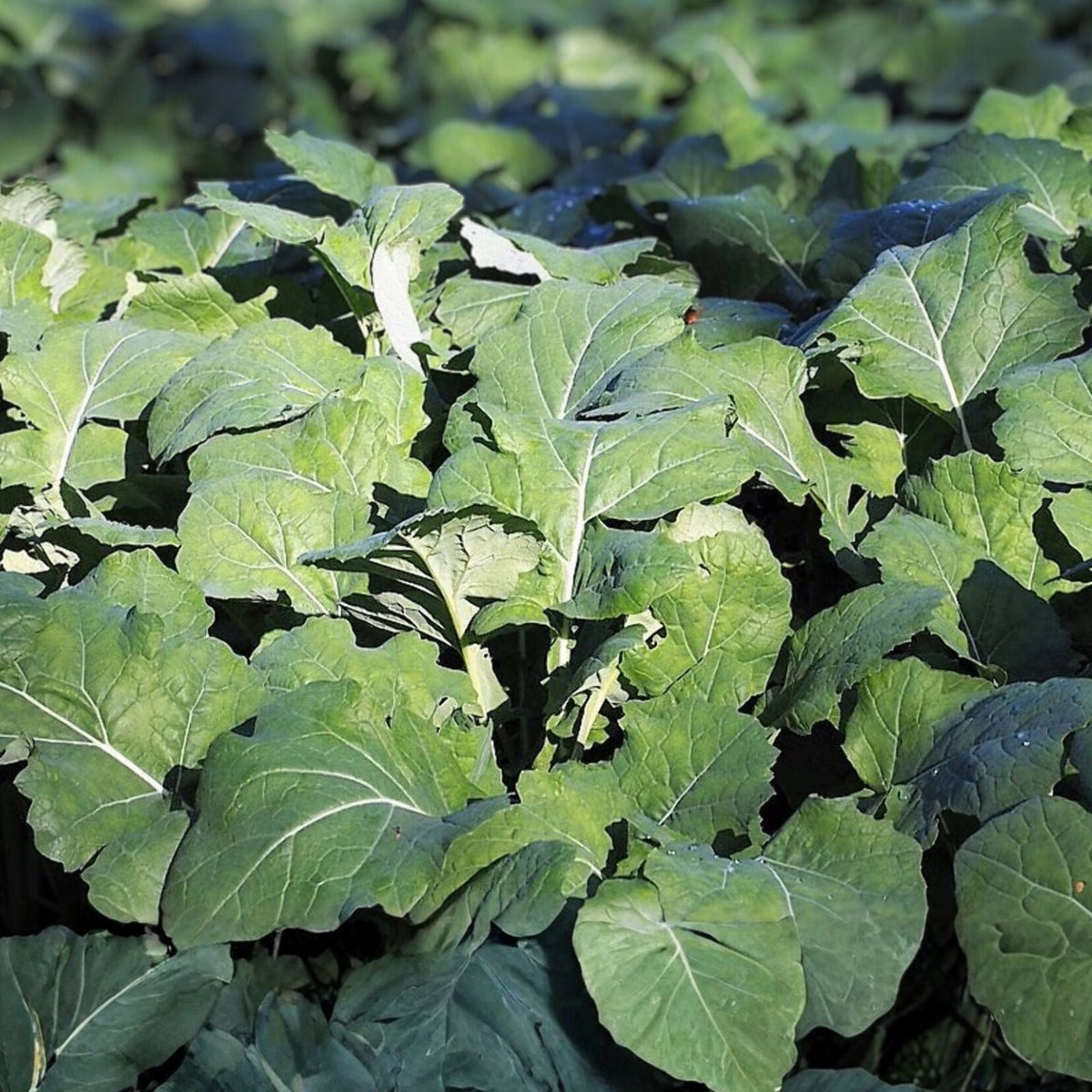 Non-GMO Kale Seeds, Premier Variety, 50+ Seeds for Salads and Cooking, Brassica oleracea