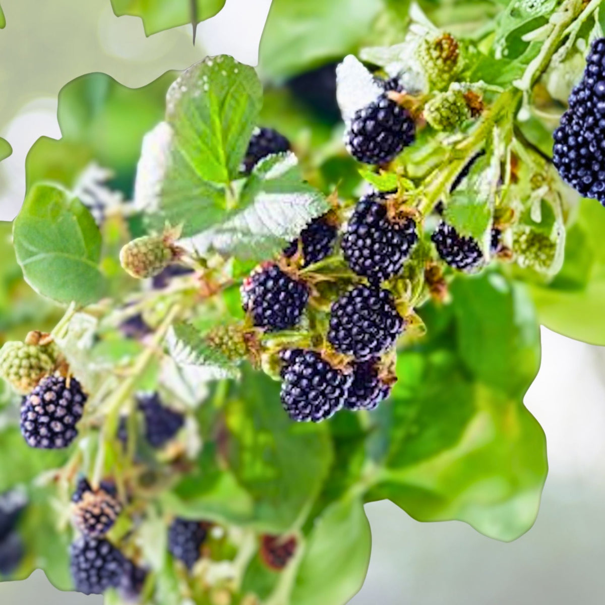 Big Daddy Thornless Blackberry Plant - Jumbo Size, Edible Fruit, Rubus, Bare Root, Winter Hardy, Zones 5-9