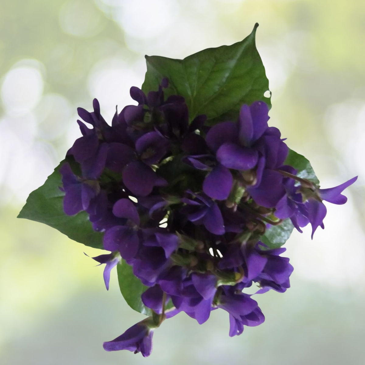 Purple Wild Violet Rhizomes 100+ Bareroot Organic Viola Perennial Edible Herbaceous Plant