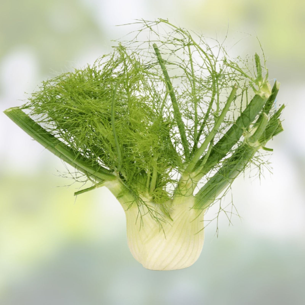 Fennel Seed Pack - 200+ Heirloom Non-GMO Florence Fennel Seeds - Foeniculum vulgare var. dulce - Culinary Herb, Organic Gardening
