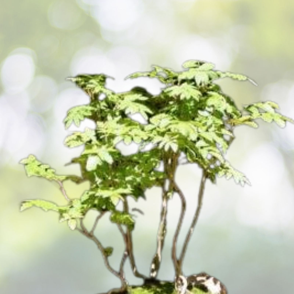 Dwarf Golden Raintree Seeds - 10 Pack Bonsai Ornamental Seeds, Koelreuteria paniculata, Free Shipping