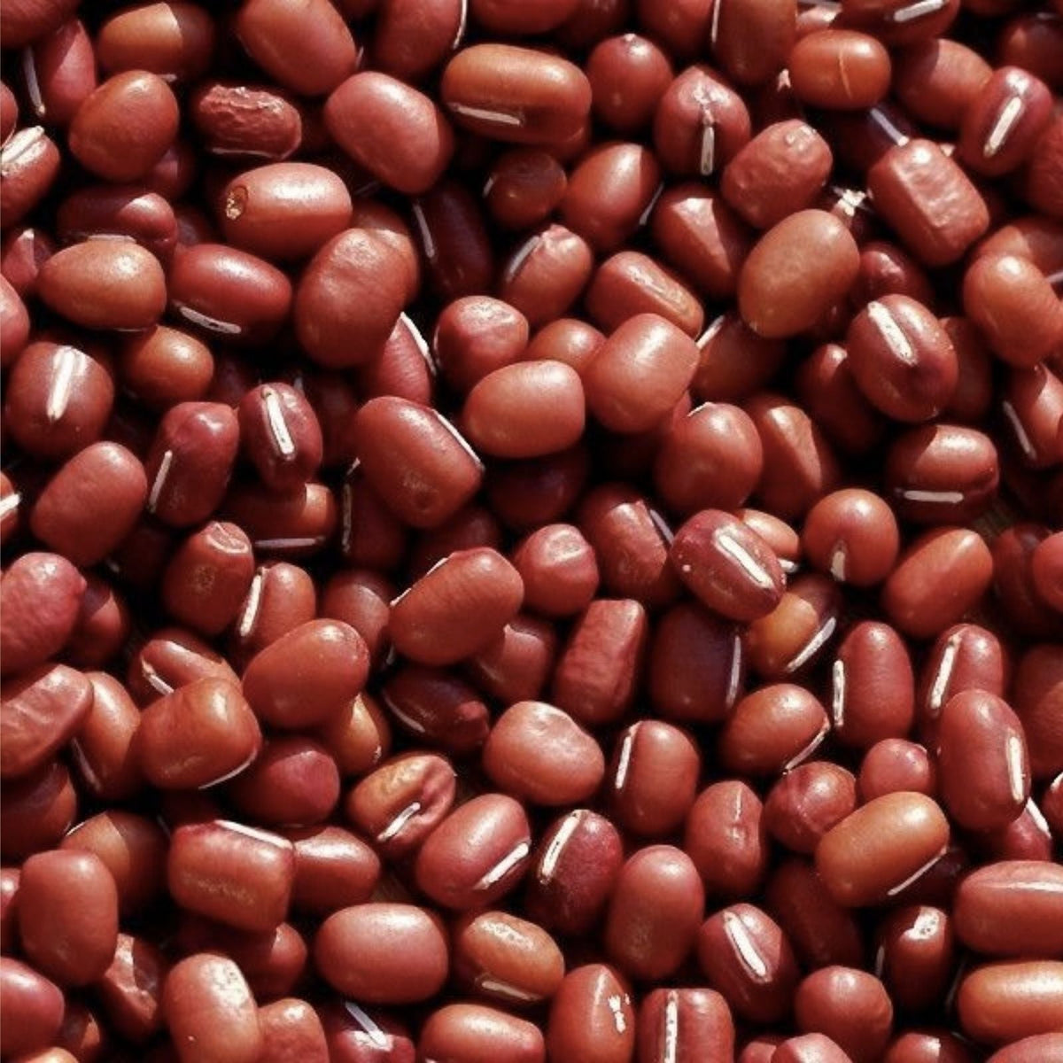 Adzuki Soybean Seeds - 100 Red Bean Seeds for Planting - Vigna angularis - Edible Legumes, Organic Gardening, Bean Seeds
