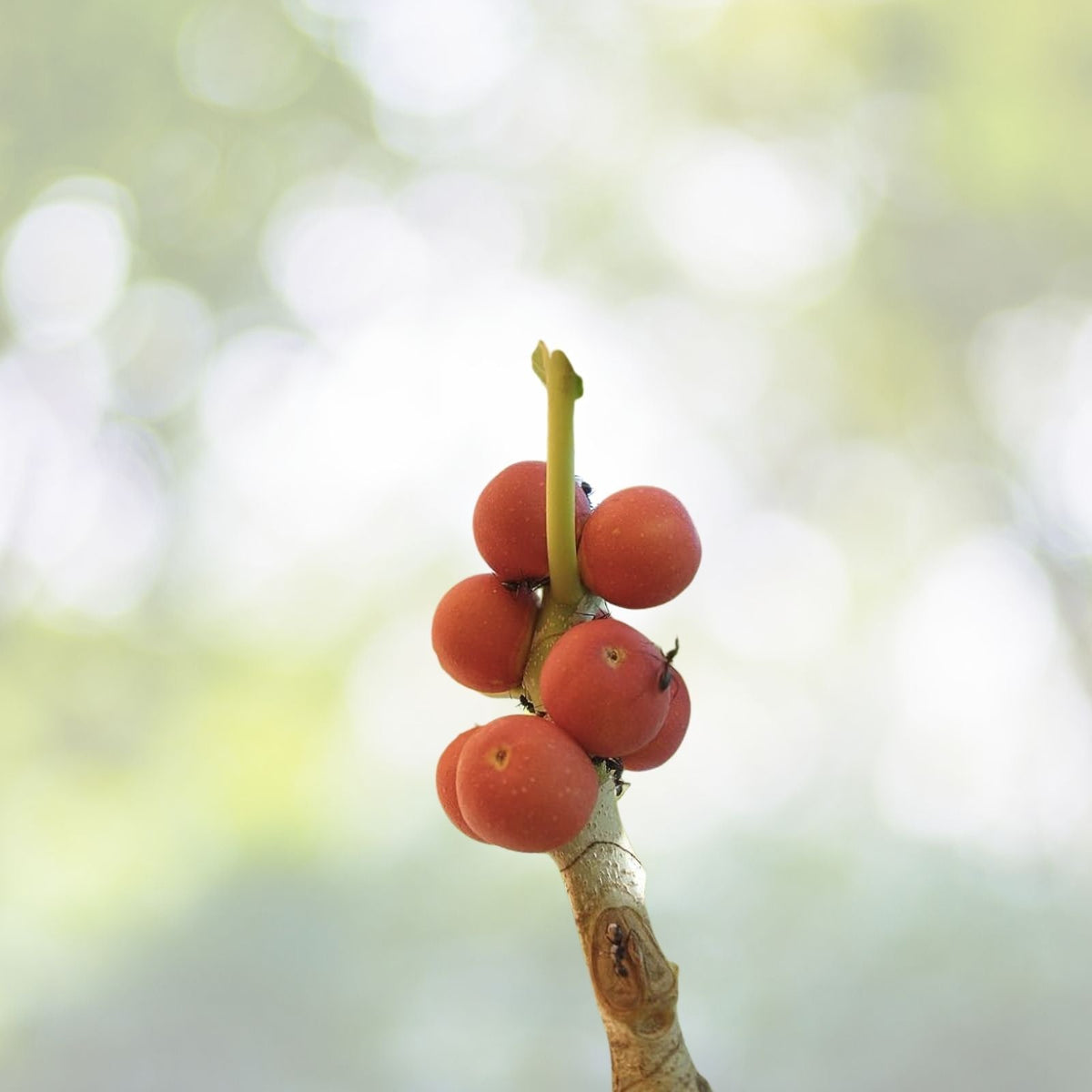 Banyan Fig Seeds - 50+ Premium Ficus benghalensis Seeds - Ideal for Bonsai or Indoor Gardening