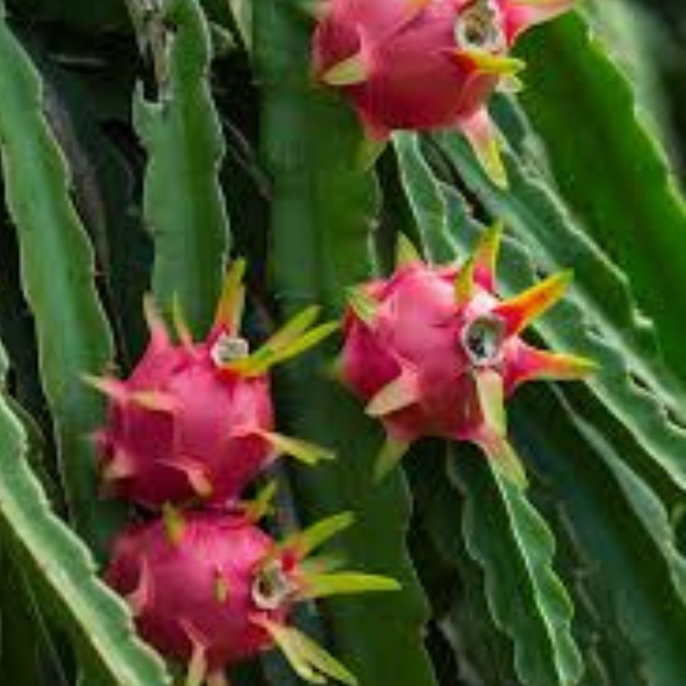 Red Dragon Fruit Seeds 50 Pack, Hylocereus undatus, USA Grown, Exotic Cactus Fruit Plant Seeds