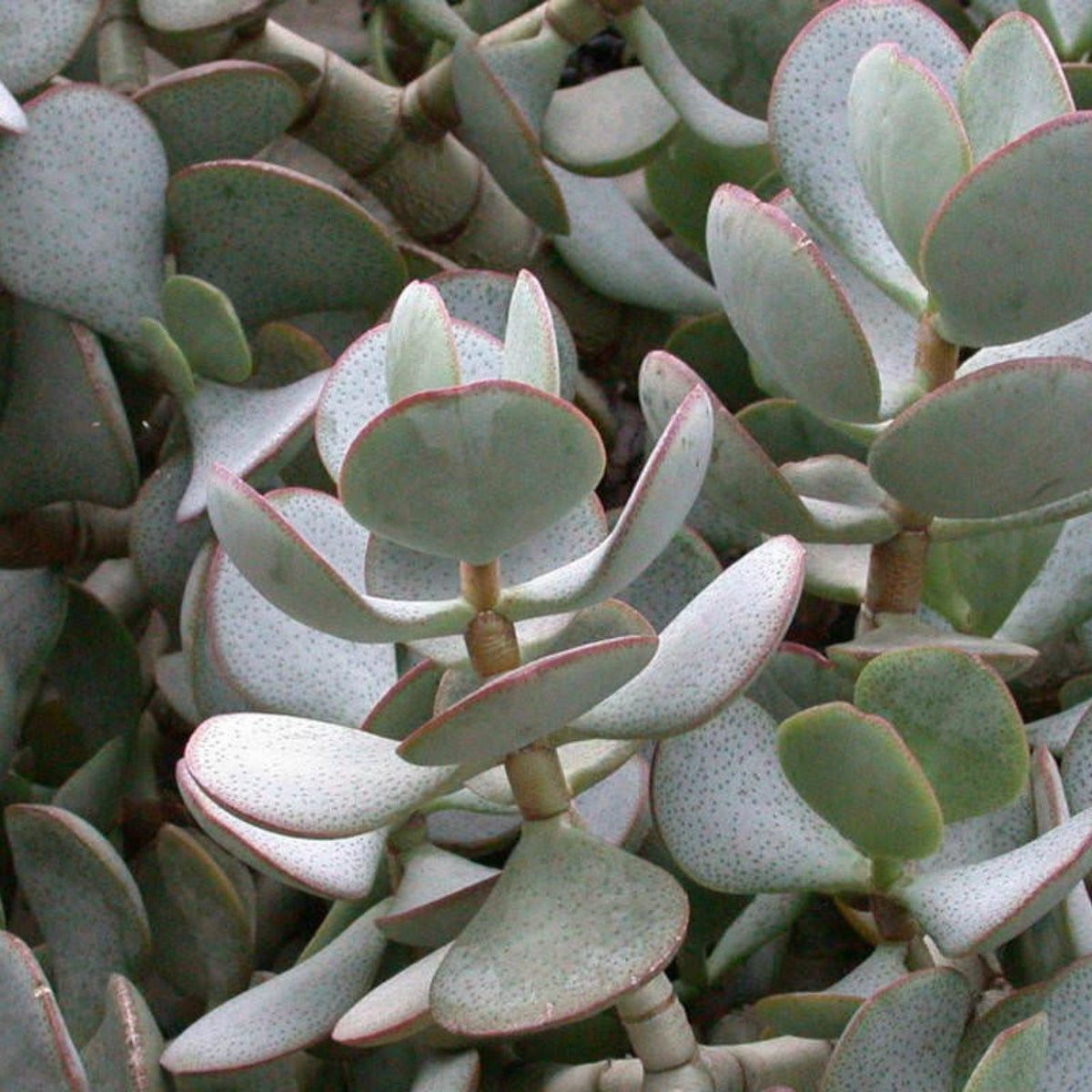 Silver Dollar Jade Cuttings - Crassula arborescens - Chinese Jade Succulent Plant Propagation Material