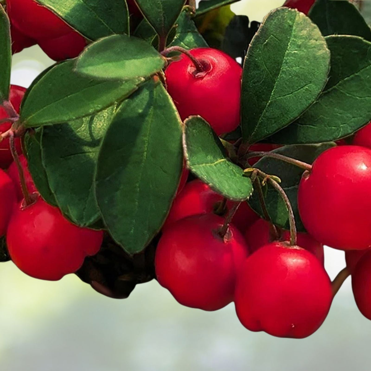 Gaultheria Live Plants Set of 6 Cherry Berries Variety 4 6" Tall Gaultheria spp.