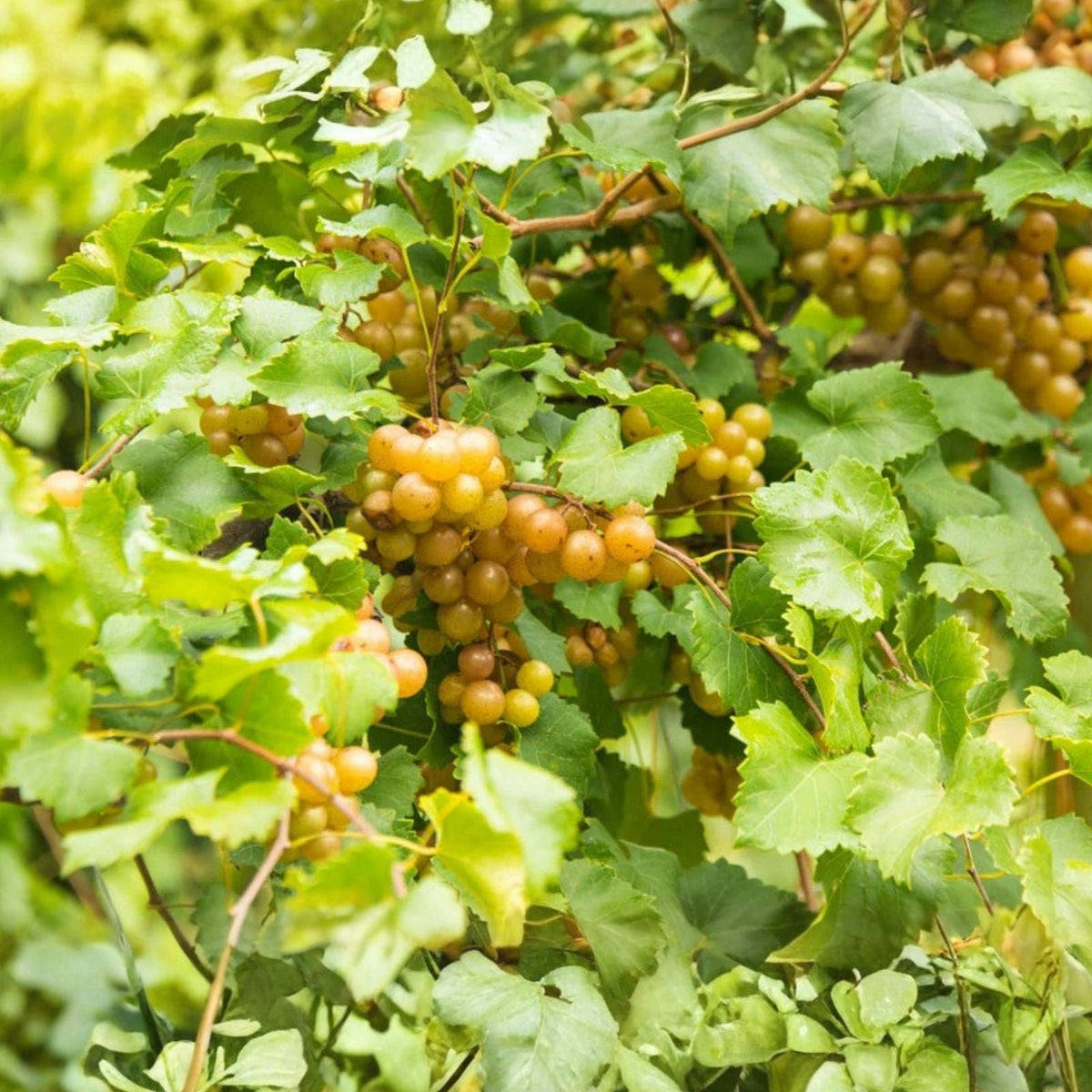 Scuppernong Grape Vines 10-Pack, Vitis rotundifolia, Self-Fertile, Fast-Growing, Fruit-Bearing, for Zones 7-10