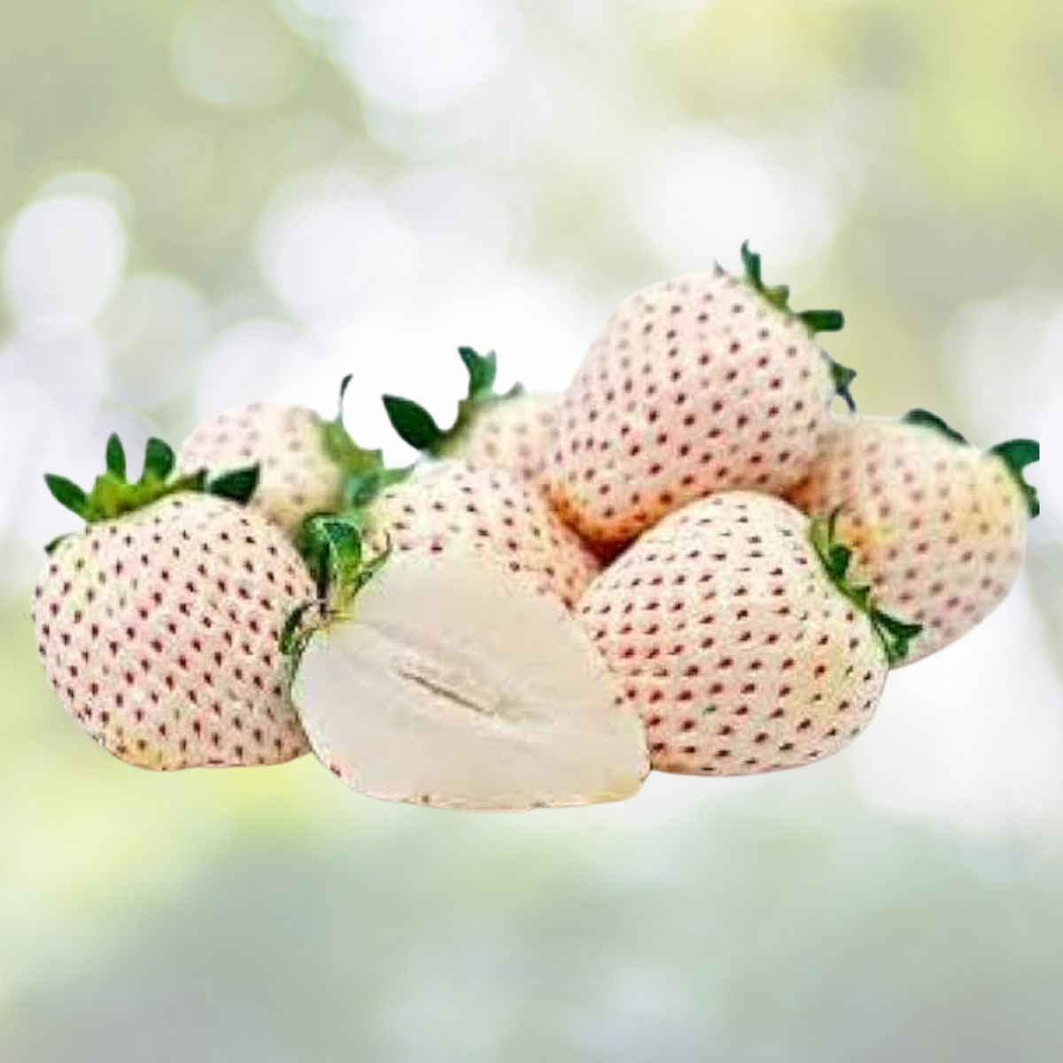 200pcs Rare Milk Strawberry Seeds - Non-GMO Perennial Herb - Fragaria vesca