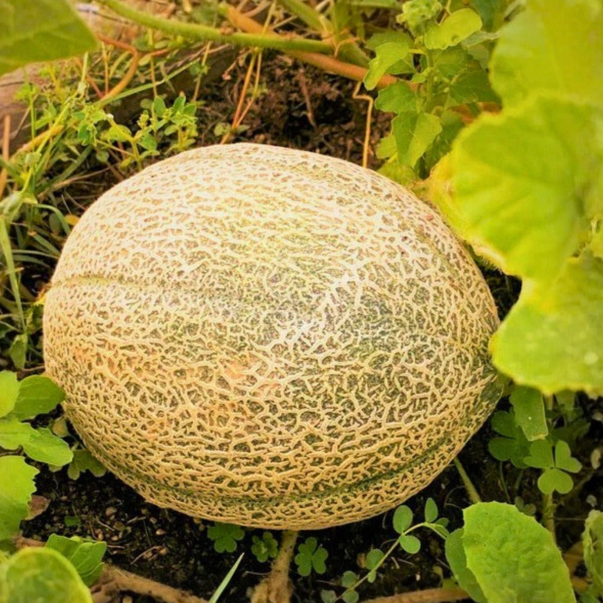Wildflower Seed Mix 8oz Colorful Border & Garden Blend Native Wildflowers for Vibrant Gardens