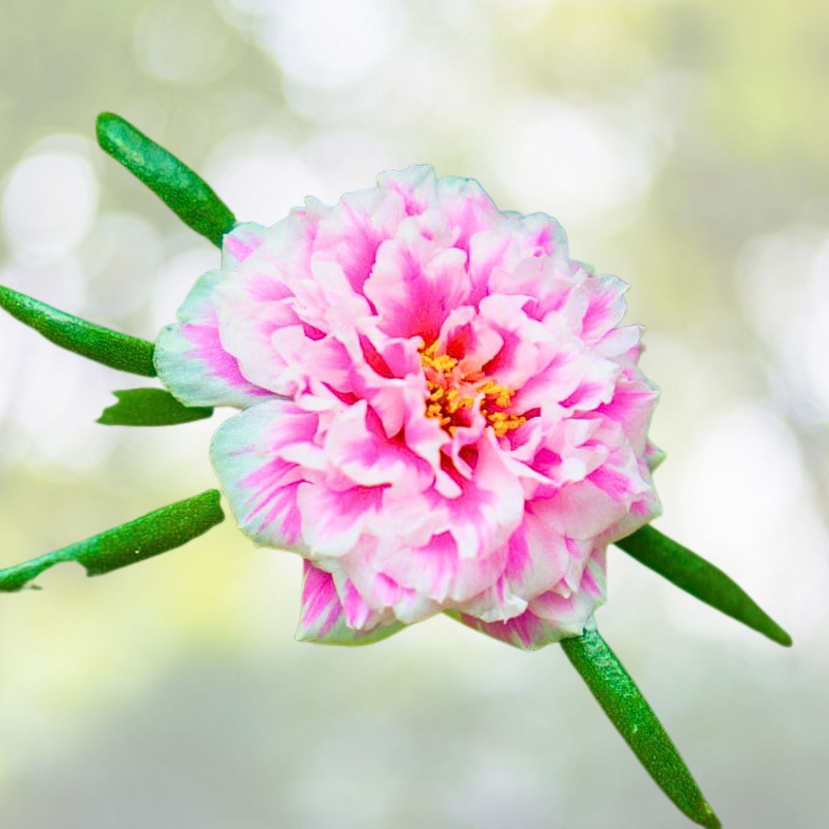 Portulaca Live Plants - Moss Rose Plug - Seaglass Double Pink - Portulaca grandiflora - Well-rooted Succulent Garden Starter