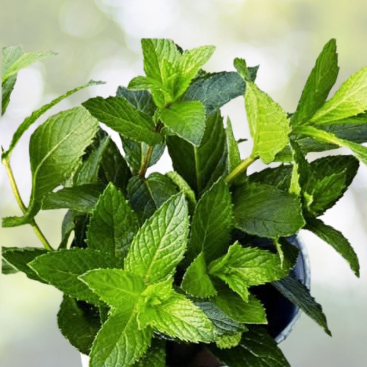 Peppermint Seeds - 100+ Heirloom Seeds for Herb Garden - Mentha piperita - USA Grown