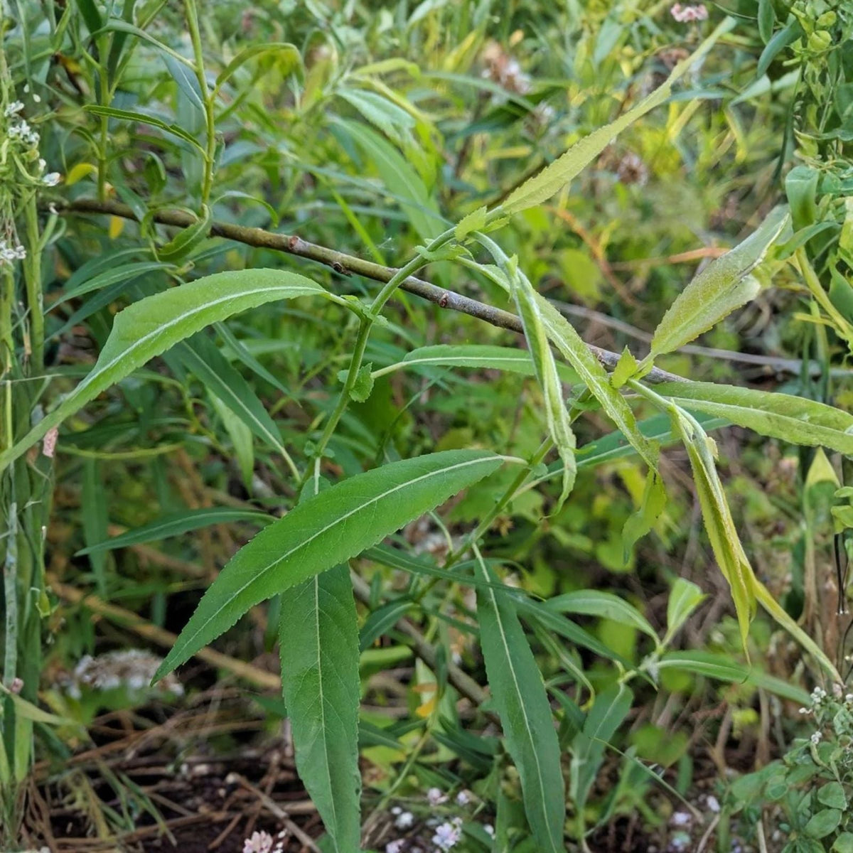 Blackskin Willow Cuttings - 2 Bushes - Rare Black Branches - Salix nigra - Live Planting Material for Landscaping