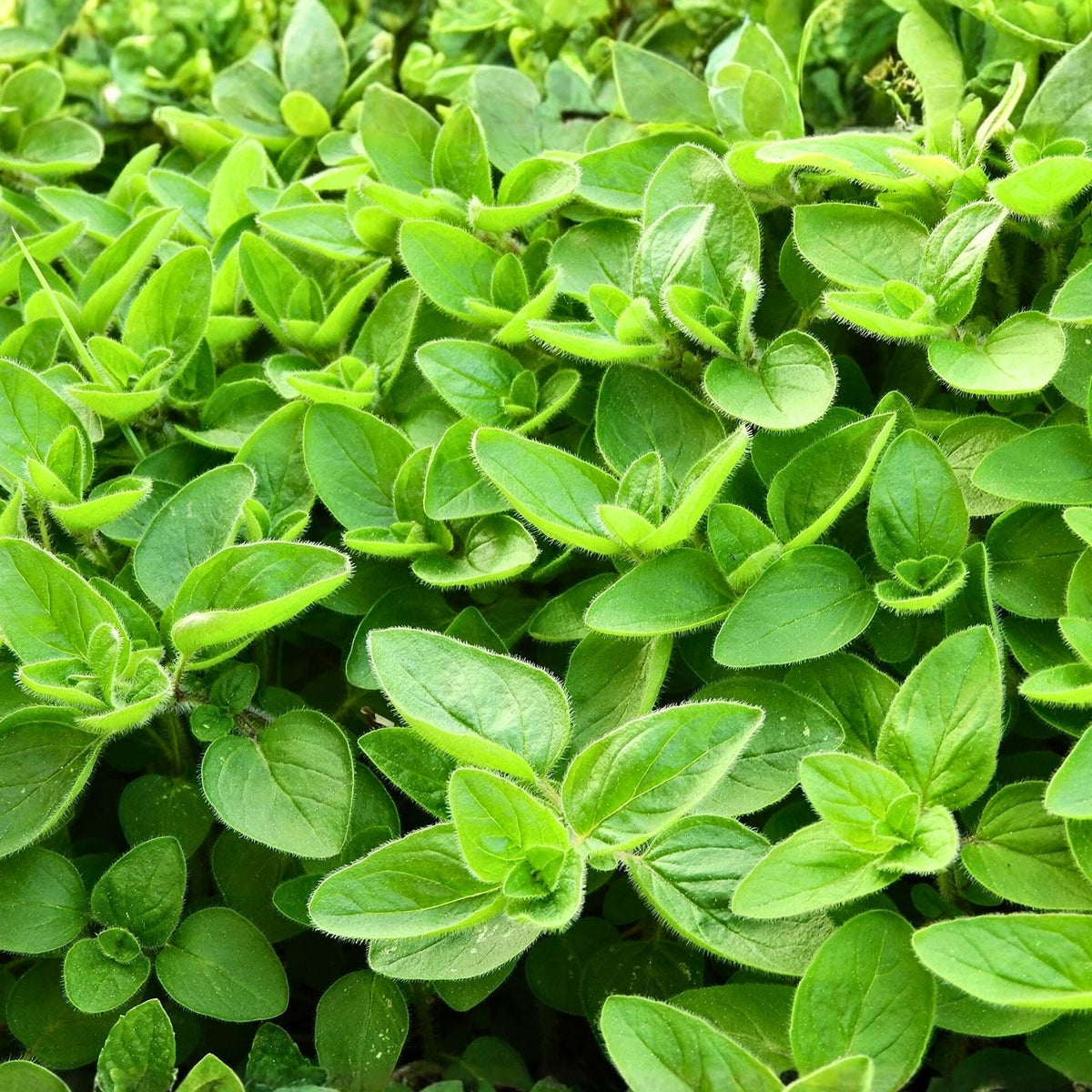 Sweet Marjoram Seeds 500 Count Heirloom Non-GMO Culinary Herb Origanum majorana for Gardening and Cooking