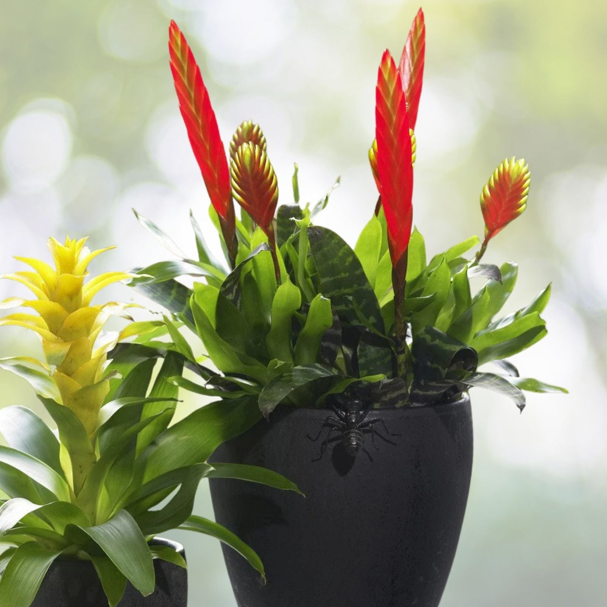 Bromeliad Plant Mini 6" - Ananas comosus - Tropical Indoor Houseplant for Home Decor and Gardening