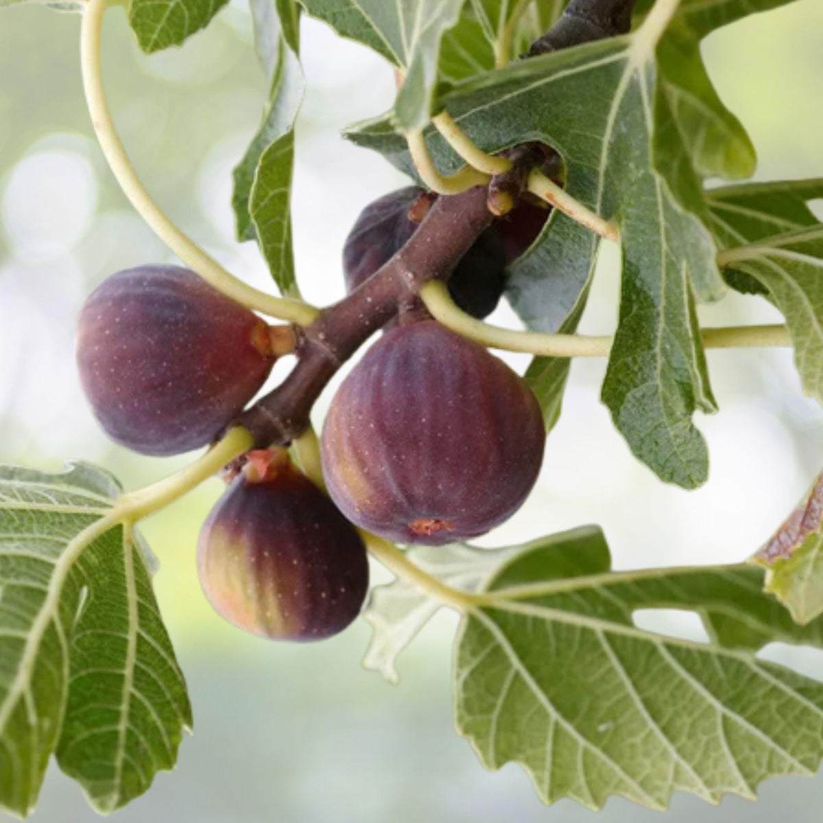 Unrooted Cuttings 6 Hardy Chicago Organic Fig Tree Cuttings (Ficus carica)