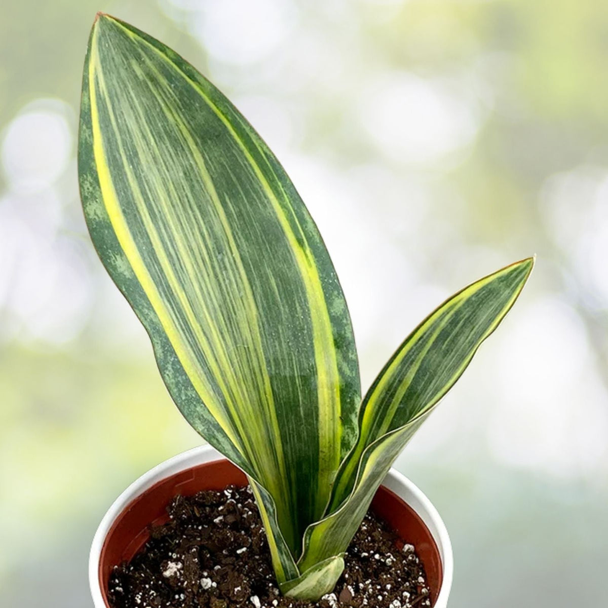 Sansevieria Masoniana Whale Fin Snake Plant - 8 Inch Pot, Unique Paddle Leaves, Air Purifying Indoor Succulent