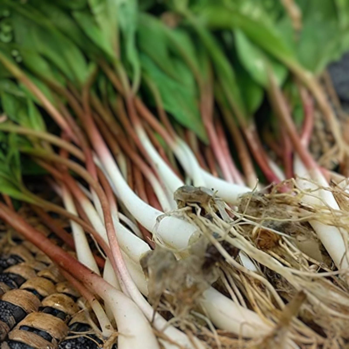 Organic Wild Leek Bulbs - 3 Bare Roots for Planting - Allium tricoccum - Easy Low-Light Garden Addition