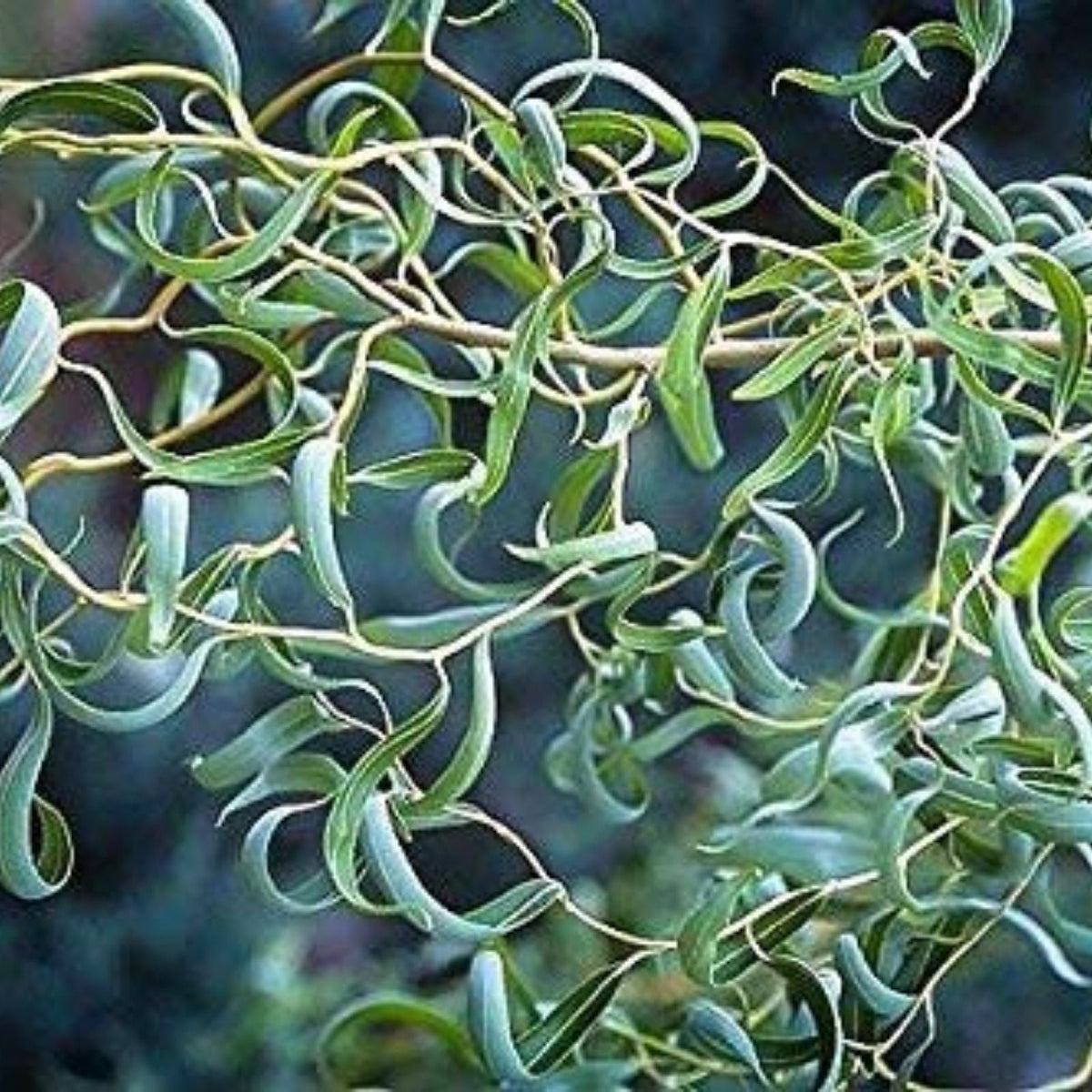 Bonsai Tree Cutting - Thick Trunk Dragon Willow - Fast Growing Indoor Outdoor - Salix Matsudana