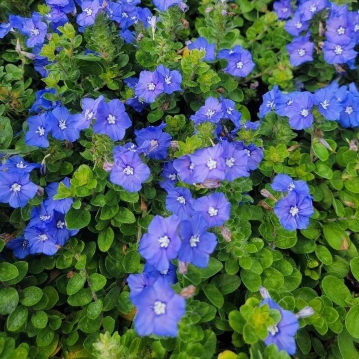 Evolvulus Blue Daze Live Starter Plants Set of 4 Drought Tolerant Ground Cover Evolvulus glomeratus