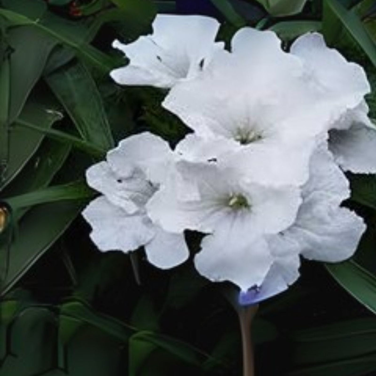 Dwarf White Mexican Petunia Live Plant 3 to 4 Inch Tall Ruellia brittoniana No Pot Shipping