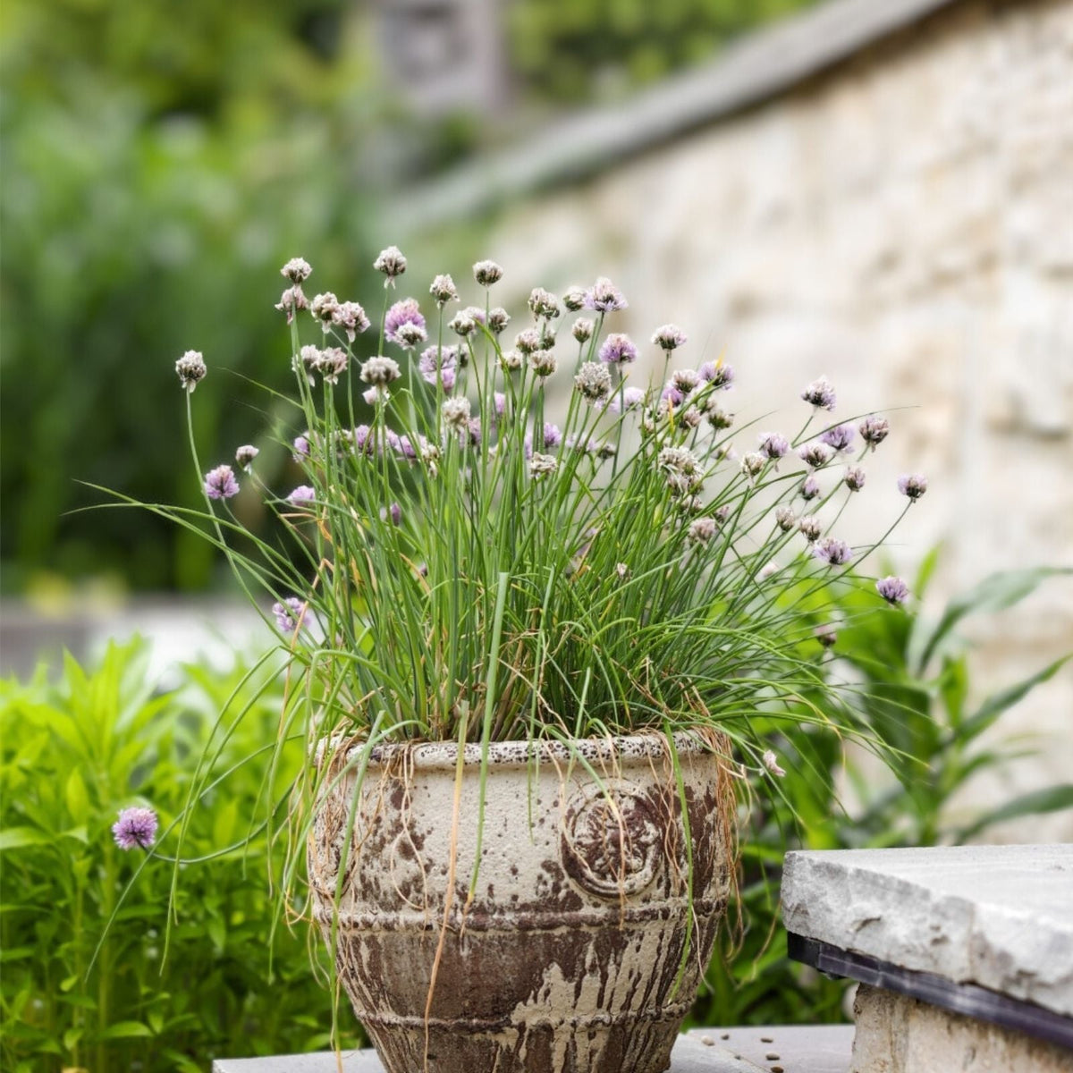 Herb Garden Collection - Small Heirloom Seeds Pack with Basil, Thyme, Parsley, Chives, Oregano for Home Gardening
