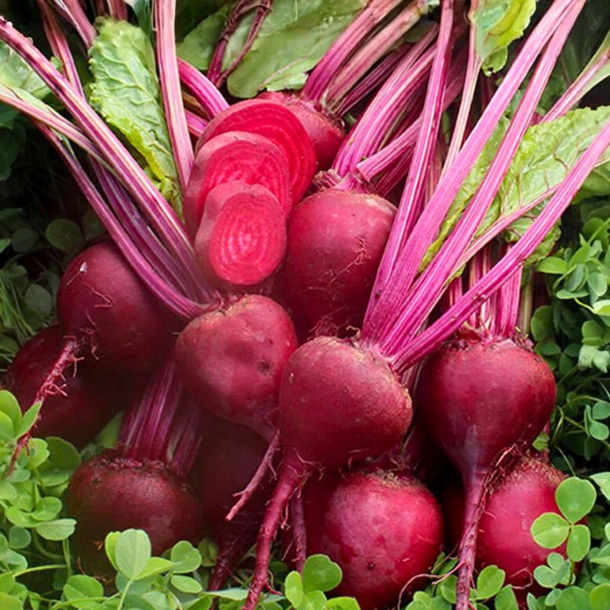 Heirloom Radish Seeds 50+ French Breakfast Non-GMO Raphanus sativus Vegetable Seeds