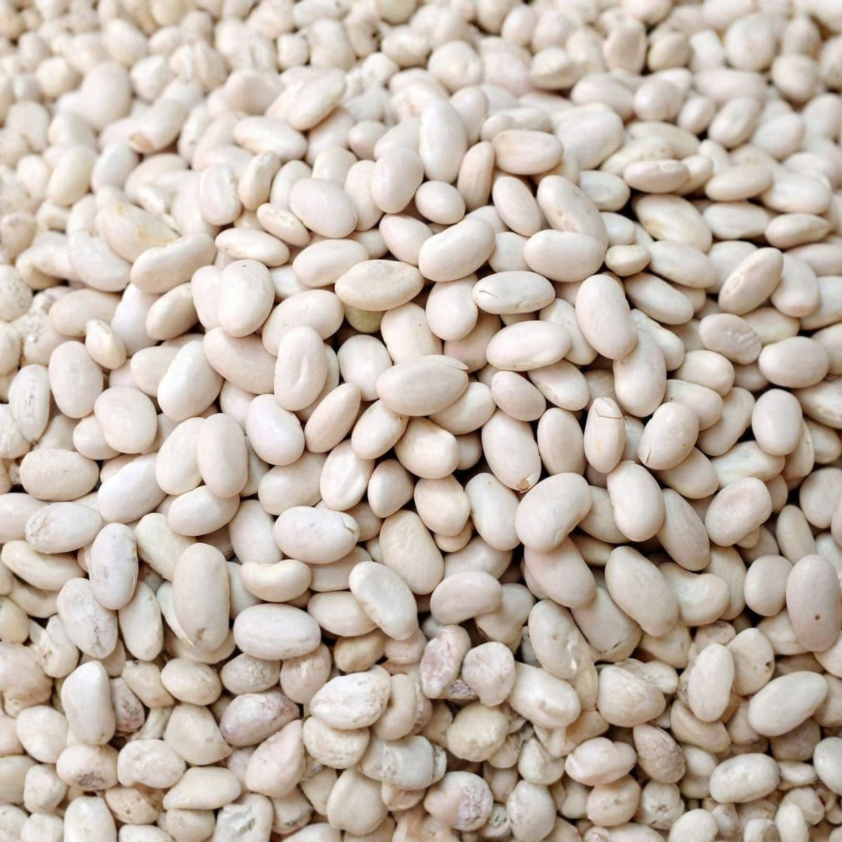 Navy Bean Seeds 50 Pack, White Kidney Bean Variety, Phaseolus vulgaris, Organic Vegetable Seeds for Planting