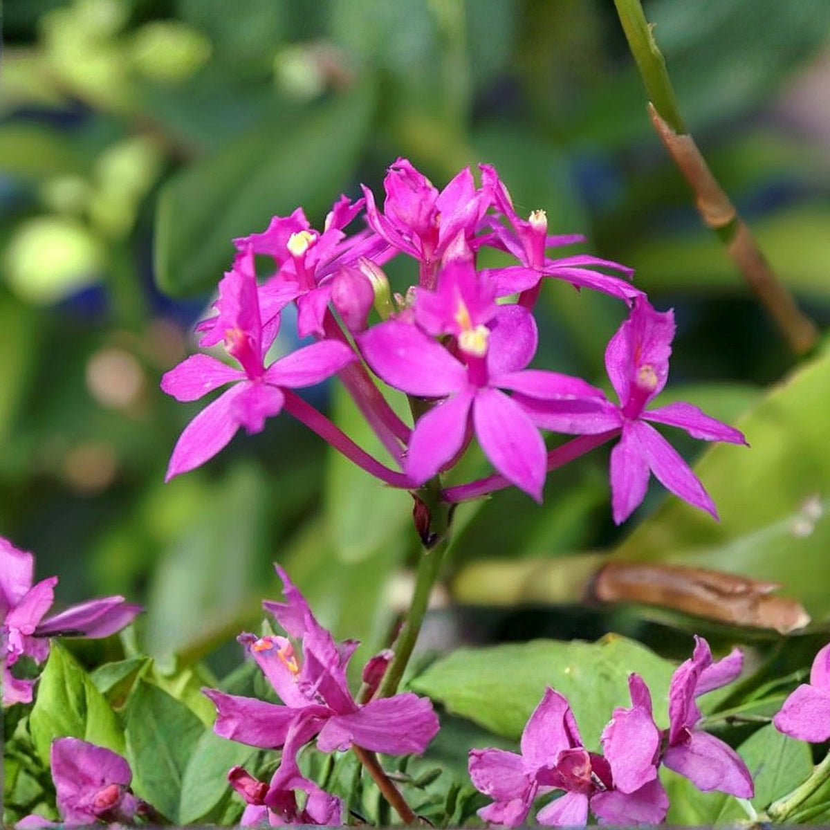Purple Orchid Plant - 12"-18" Fire Star Variety - Epidendrum Radicans - Vibrant Indoor Flowering Houseplant Gift