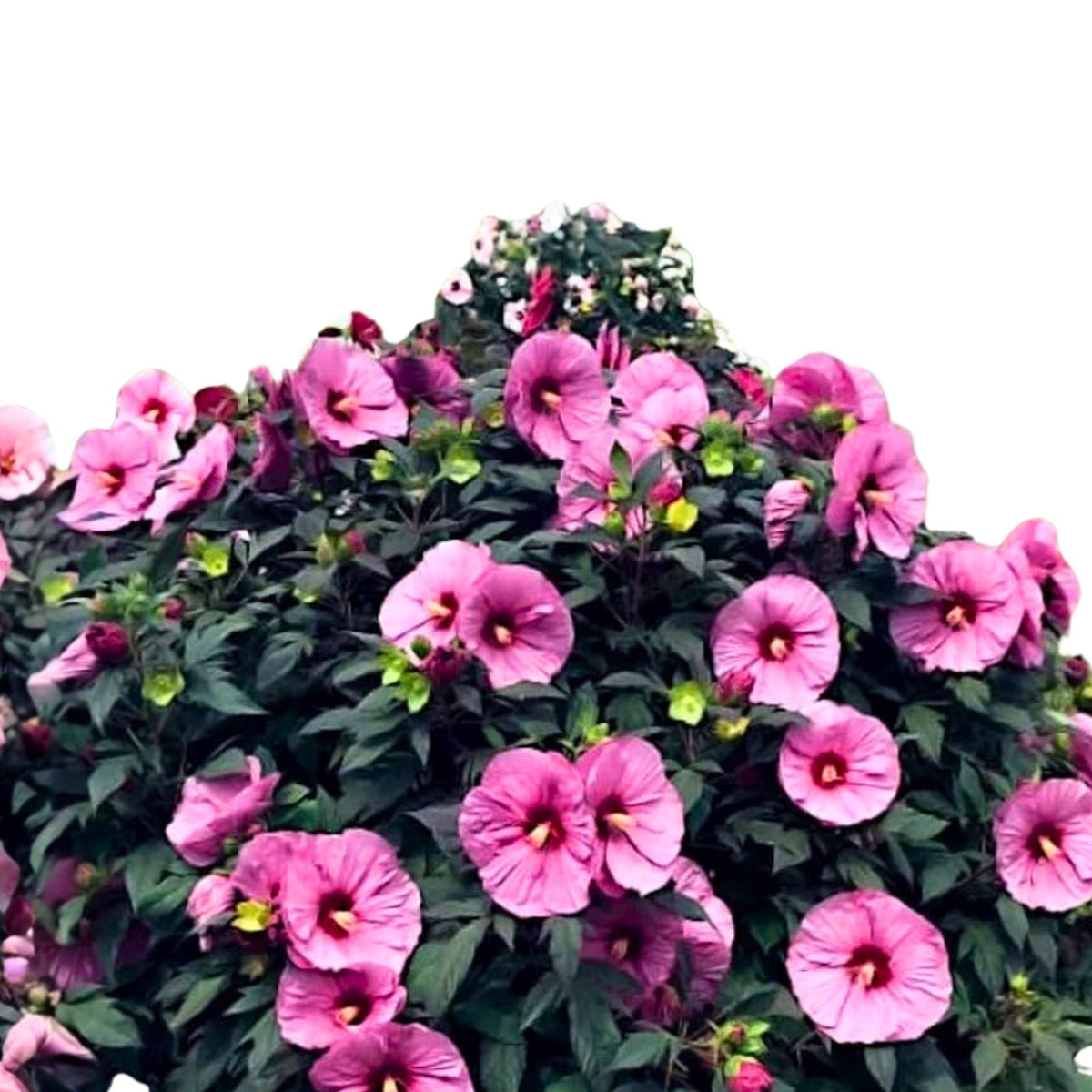 Rose Mallow Seeds 100 Count Bright Rose Flowers Hibiscus moscheutos Perennial Plant Seed Kit